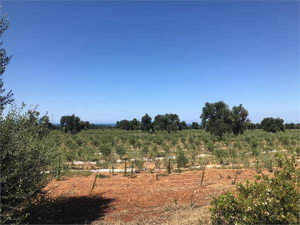 Sites / Plots for Development for sale in Fasano